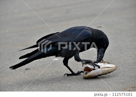 ハシブトガラス ハシブトガラス 112575101