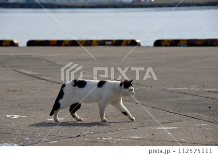 小樽港の猫 112575111