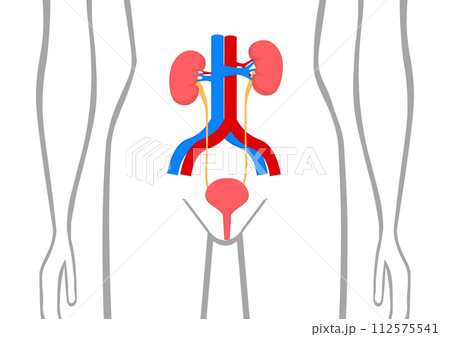 人間の腎臓と膀胱 112575541