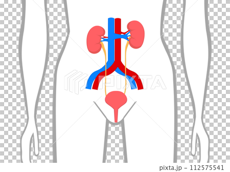 人間の腎臓と膀胱 112575541