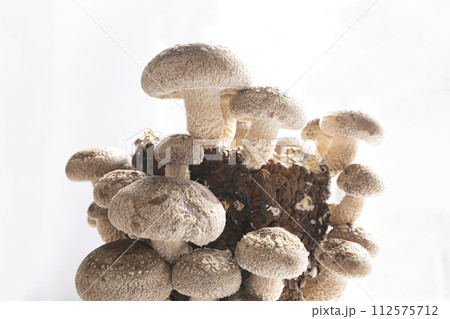 しいたけ栽培 しいたけ栽培 112575712