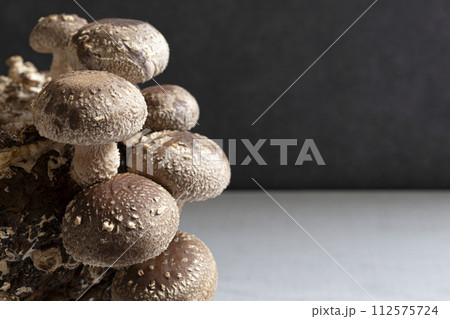 しいたけ栽培 しいたけ栽培 112575724