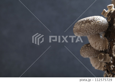 しいたけ栽培 112575729