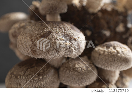 しいたけ栽培 112575730