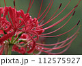 雨に濡れた赤い彼岸花 112575927