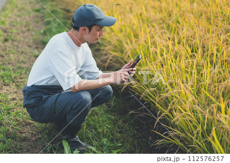 rice farming 112576257