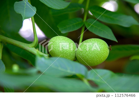 Green walnuts growing on a tree branch.. 112576466