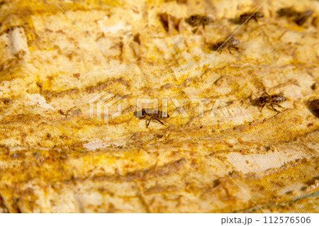 Bees swarming on vintage textile background.. 112576506