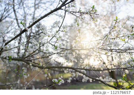 Background of blooming cherry branches in the sunlight. Background of blooming cherry branches in the sunlight. 112576657