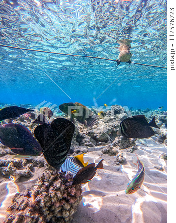 Shoal of differend kinds of the fish - sailfin tang, Longnose Parrotfish, Picasso trigger, Birdmouth wrasse, Klunzinger's wrasse and other tropical fish swimming at the coral reef in the Red Sea, Shoal of differend kinds of the fish - sailfin tang, Longnose Parrotfish, Picasso trigger, Birdmouth wrasse, Klunzinger's wrasse and other tropical fish swimming at the coral reef in the Red Sea, 112576723