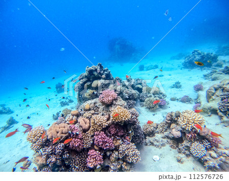 Underwater life of reef with corals, shoal of Lyretail anthias (Pseudanthias squamipinnis) and other kinds of tropical fish. Coral Reef at the Red Sea, Egypt. 112576726