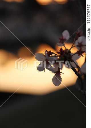 桜の花とつぼみ #Cherry blossoms  桜・満開 桜の開花イメージ　日本の花 #サクラ 112576757