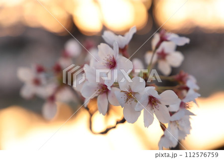 桜の花とつぼみ #Cherry blossoms  桜・満開 桜の開花イメージ　日本の花 #サクラ 112576759