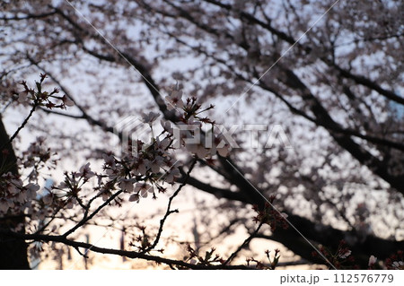桜の花とつぼみ #Cherry blossoms 桜・満開 桜の開花イメージ 日本の花 #サクラ 桜の花とつぼみ #Cherry blossoms 桜・満開 桜の開花イメージ 日本の花 #サクラ 112576779