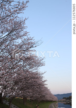 桜の花とつぼみ #Cherry blossoms 桜・満開 桜の開花イメージ 日本の花 #サクラ 桜の花とつぼみ #Cherry blossoms 桜・満開 桜の開花イメージ 日本の花 #サクラ 112576805