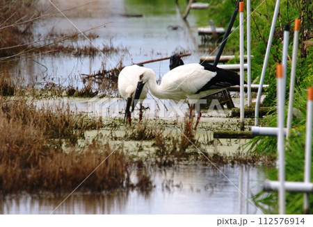 コウノトリ コウノトリ 112576914