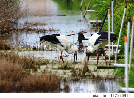 コウノトリ 112576915