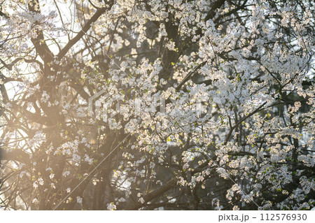 Background of blooming cherry branches in the sunlight 112576930