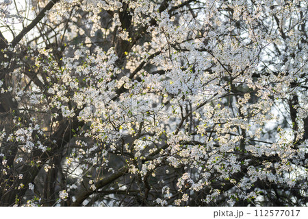 Background of blooming cherry branches in the sunlight... 112577017