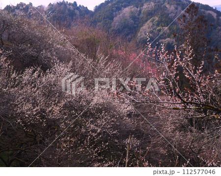 奈良県 月ヶ瀬梅林 奈良県 月ヶ瀬梅林 112577046