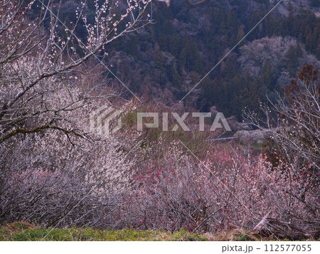 奈良県　月ヶ瀬梅林 112577055