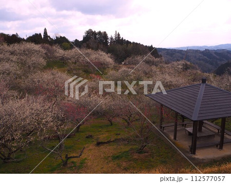 奈良県　月ヶ瀬梅林 112577057