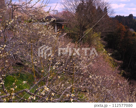 奈良県　月ヶ瀬梅林 112577080