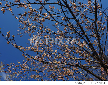 奈良県　月ヶ瀬梅林 112577081