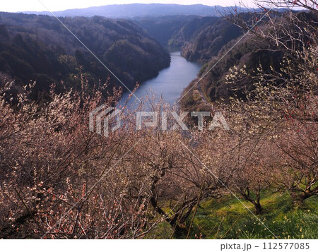 奈良県 月ヶ瀬梅林 奈良県 月ヶ瀬梅林 112577085