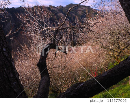 奈良県 月ヶ瀬梅林 奈良県 月ヶ瀬梅林 112577095