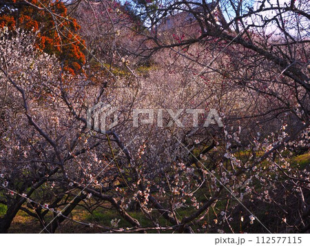 奈良県　月ヶ瀬梅林 112577115
