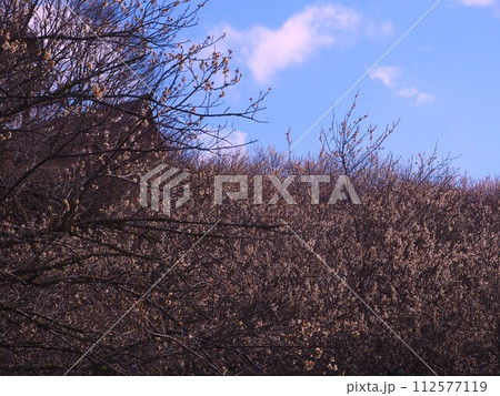 奈良県　月ヶ瀬梅林 112577119