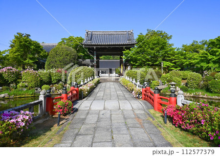 ツツヅの花咲く京都市岩倉妙満寺参道と山門 112577379
