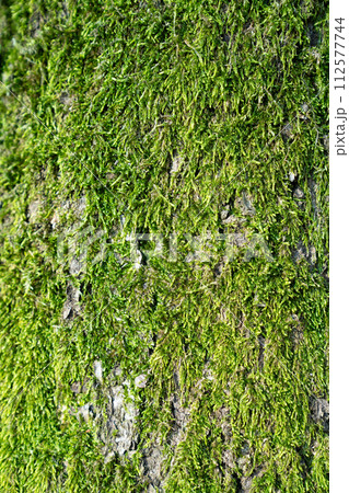 Tree with green moss close up. Tree with green moss close up. 112577744