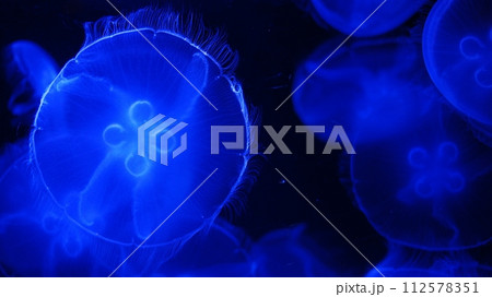 沖縄美ら海水族館 クラゲ水槽 沖縄美ら海水族館 クラゲ水槽 112578351