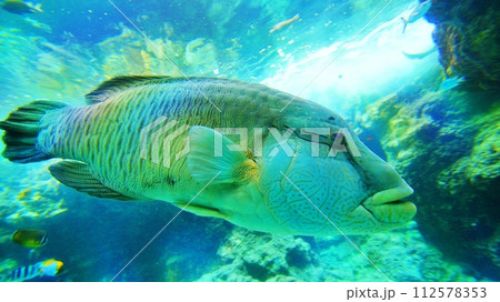 沖縄美ら海水族館 ナポレオンフィッシュの写真素材 [112578353] - PIXTA