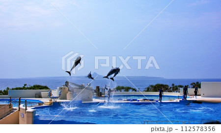 沖縄美ら海水族館イルカショー オキちゃん劇場 沖縄美ら海水族館イルカショー オキちゃん劇場 112578356