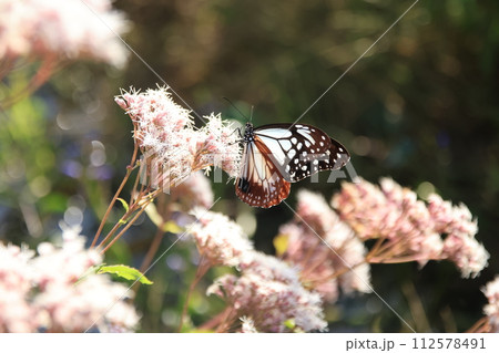 フジバカマとアサギマダラ 112578491
