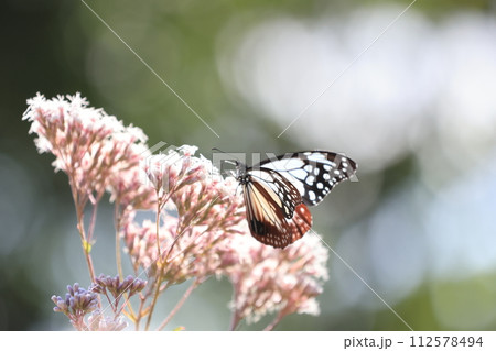 フジバカマとアサギマダラ 112578494