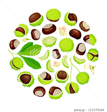 Chestnut Round Composition with Brown Kernel in Green Thorn Shell Vector Template Chestnut Round Composition with Brown Kernel in Green Thorn Shell Vector Template 112579184