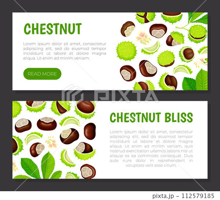 Chestnut Banner Design with Brown Kernel in Green Thorn Shell Vector Template 112579185