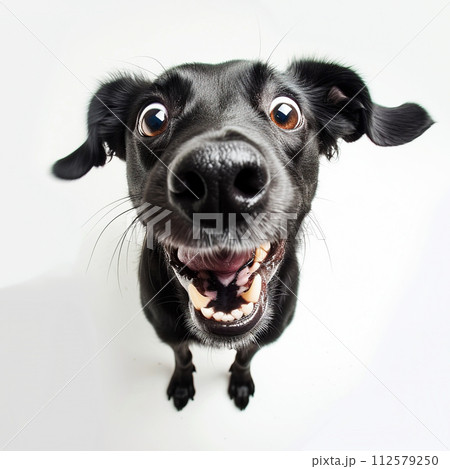 Funny dog isolated on a white background. Portrait with a wide-angle lens. 112579250