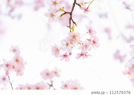 桜・春 イメージ 112579376