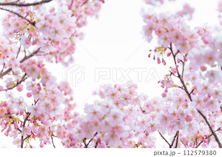 桜・春 イメージ 桜・春 イメージ 112579380