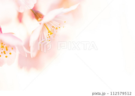 桜・春 イメージ 112579512
