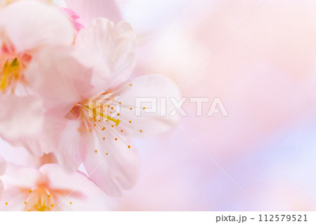 桜・春 イメージ 桜・春 イメージ 112579521