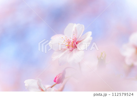 桜・春 イメージ 桜・春 イメージ 112579524
