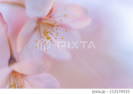 桜・春 イメージ 112579535