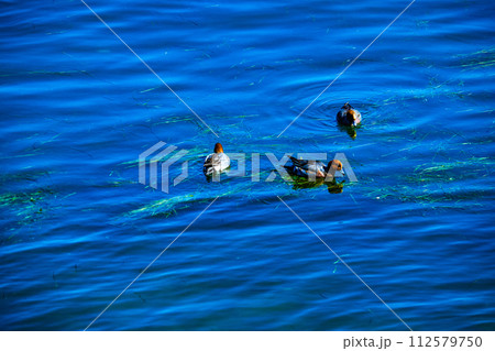 【びわ湖風景】湖畔から眺める冬山や沖合の風景 112579750