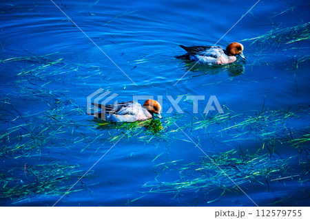 【びわ湖風景】湖畔から眺める冬山や沖合の風景 112579755